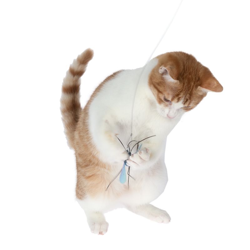TIAKI Dragonfly Dangler Cat Toy 1 Dangler Toy