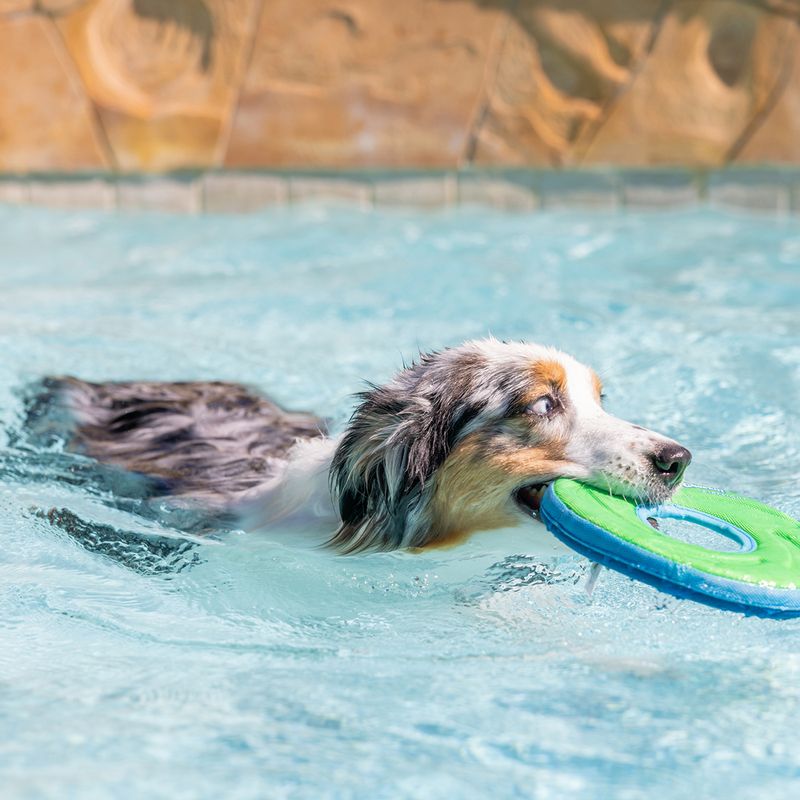 CHUCKIT! Zipflight Dog Toy Size M: 21.6cm (diameter)