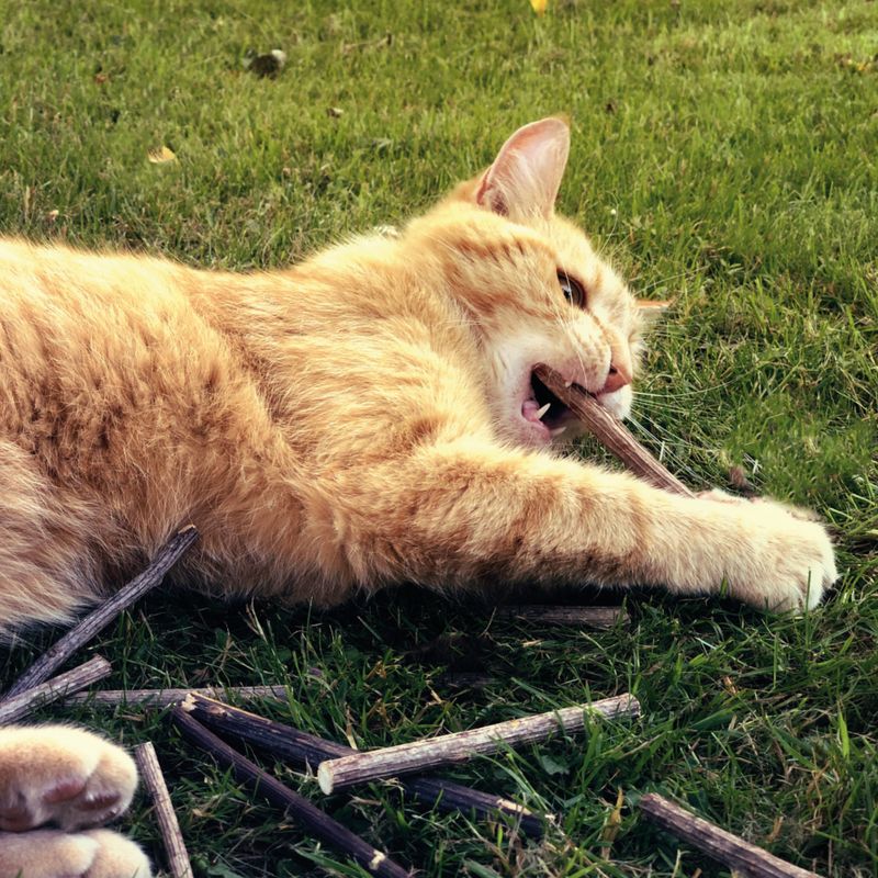 Aumüller Silver Vine Cat Sticks 1 Set (10 Sticks)