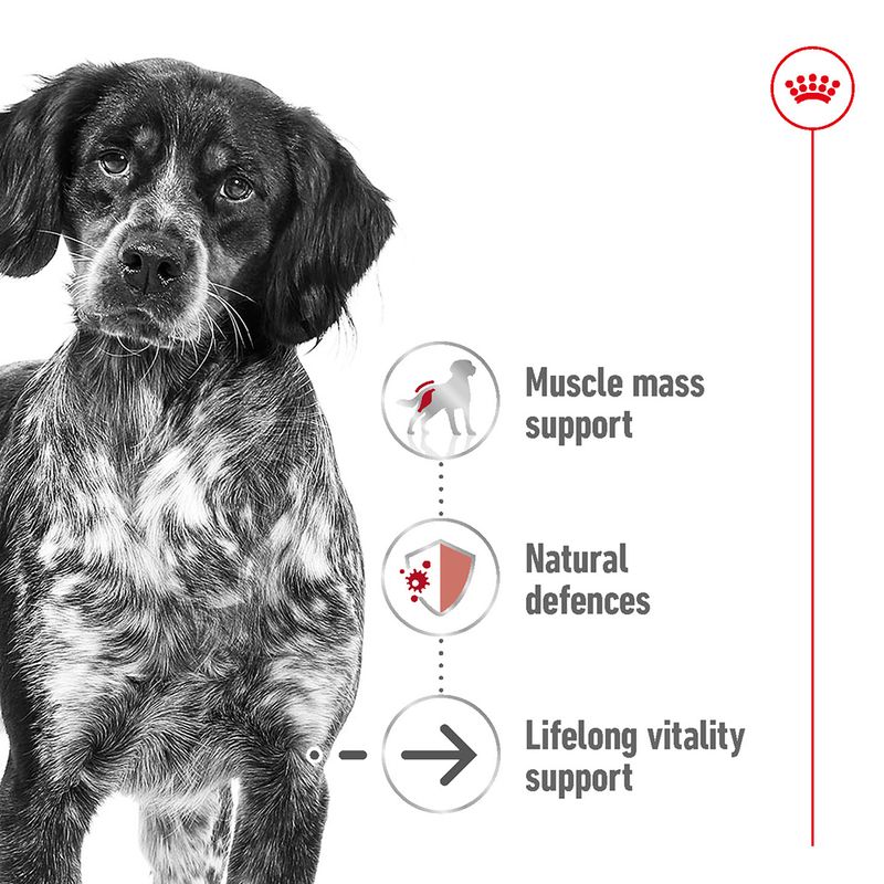 Royal Canin Medium Ageing 10+ 3kg
