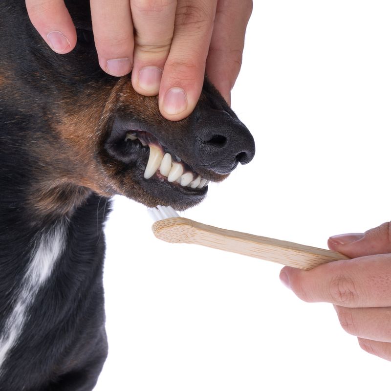 kooa Bamboo Toothbrush for Dogs 1 Piece