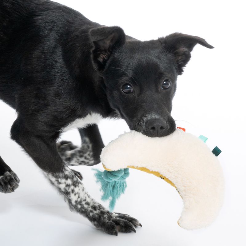 TIAKI Junior Dog Toy Moon 1 Toy