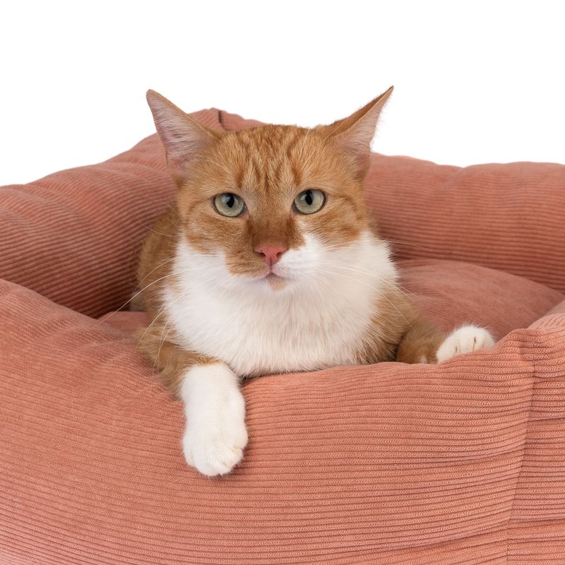 Modern Living Gaffney Cuddly Bed 60 x 60 x 22 cm (L x W x H)