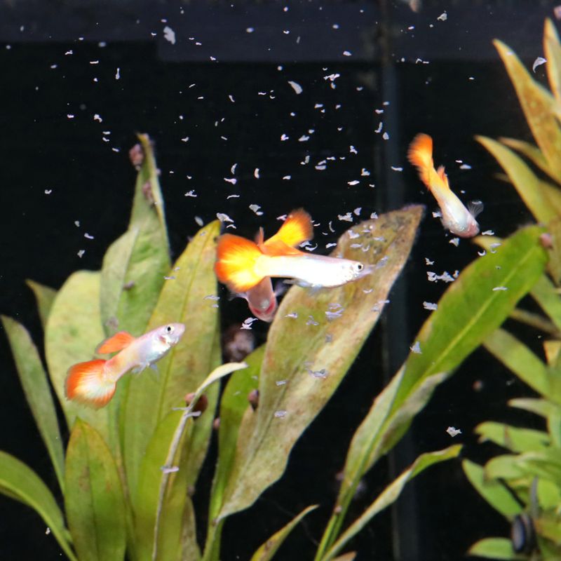 JBL ProNovo Guppy Flakes S 250ml