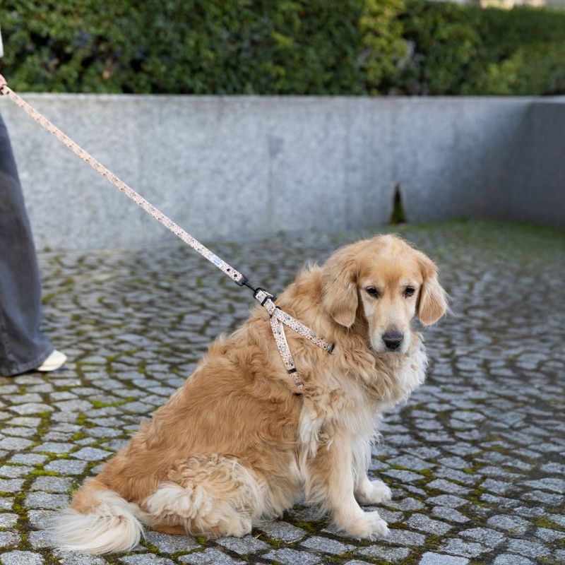 Harry Potter Deathly Hallows Harness - Beige Size S: Chest Circumference 39 - 51 cm