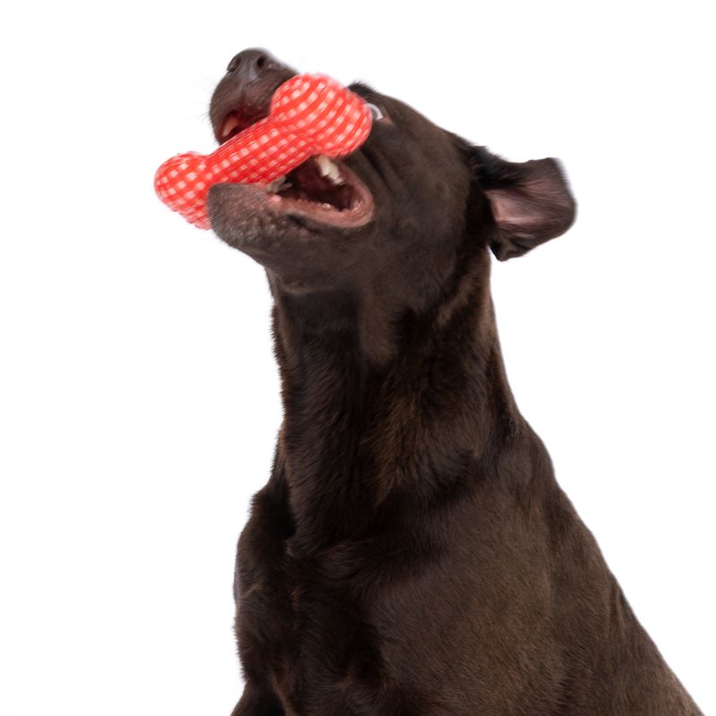 TIAKI TPR Bone Dog Toy 1 Toy