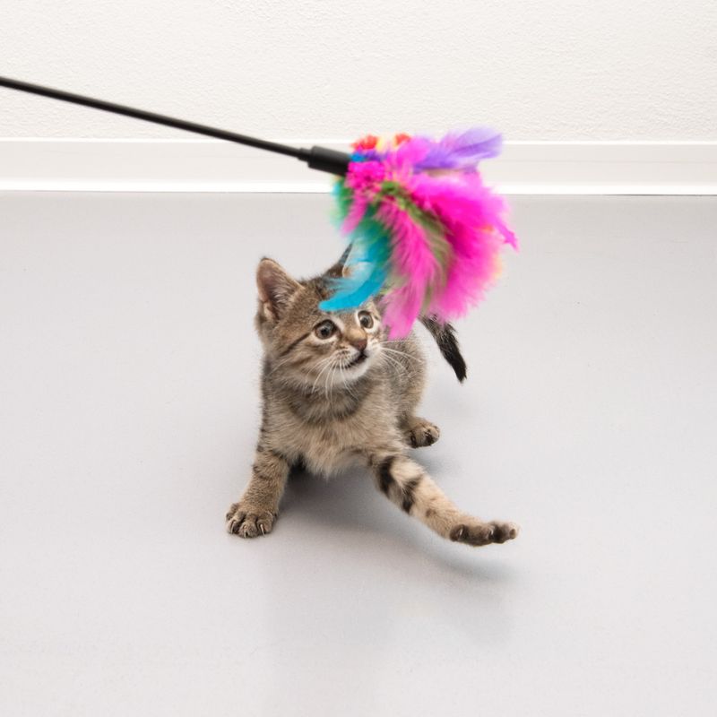 Feather Waggler Cat Toy 55cm