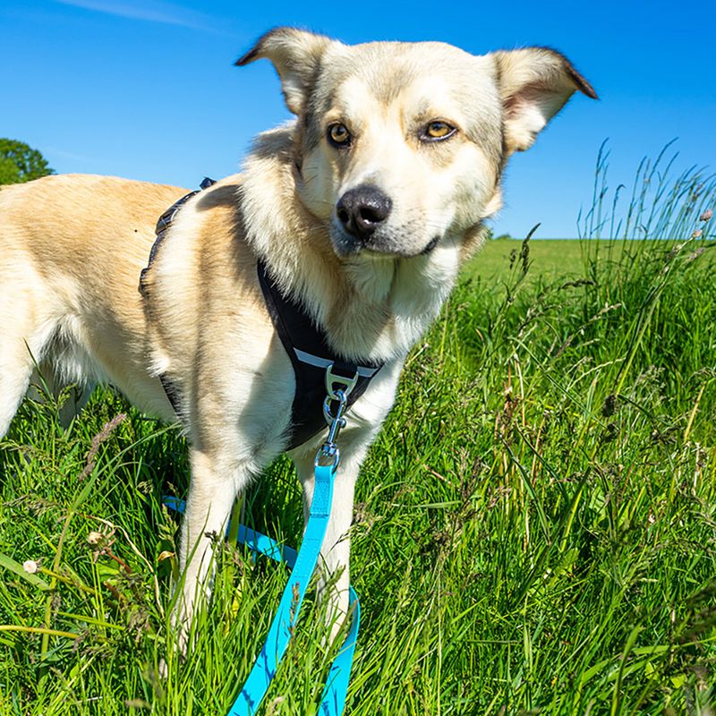 Pawz & Pepper Strong Tracking Line - Blue 5m length, 20mm width