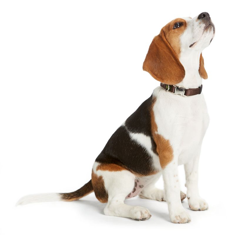 HUNTER Collar Vario Basic Alu-Strong - Brown Size M: 30 - 45cm neck circumference, 15mm wide