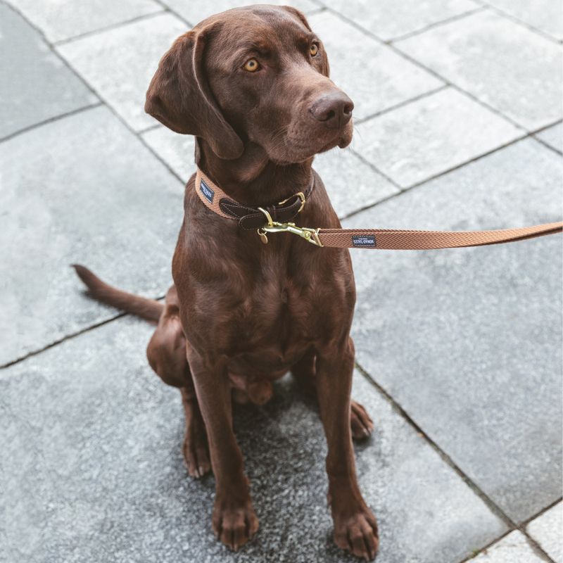 Nomad Tales Bloom Collar, caramel Size M: 40 - 46 neck circumference, W 32 mm
