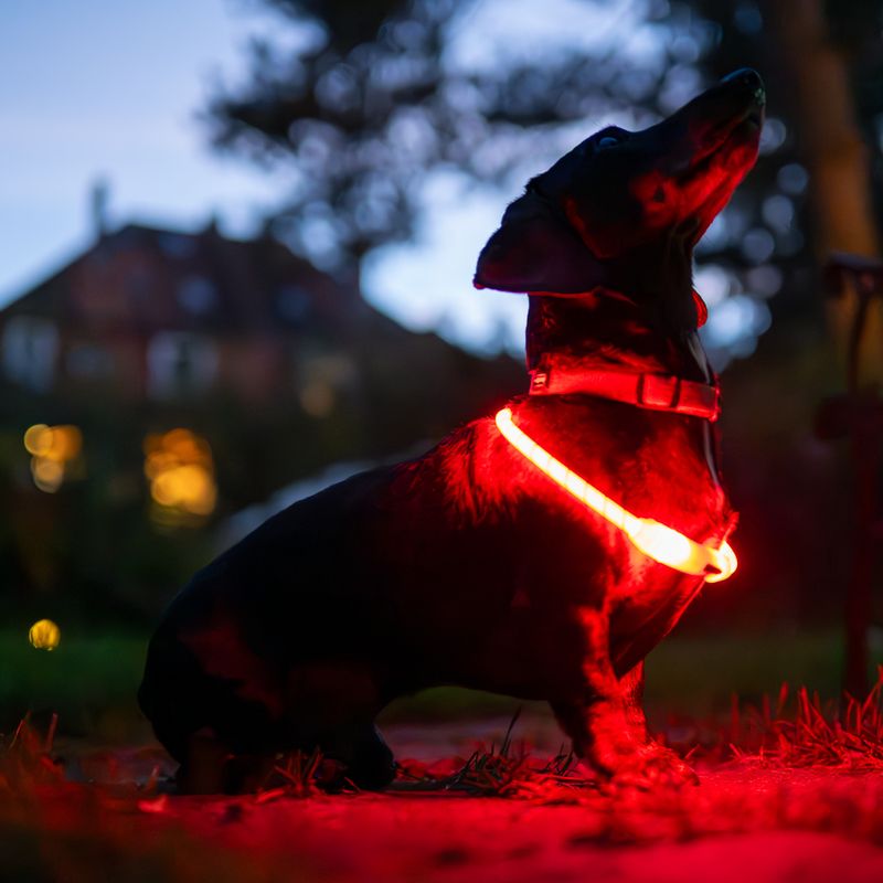 Nomad Tales Spirit USB Nylon Collar Yellow