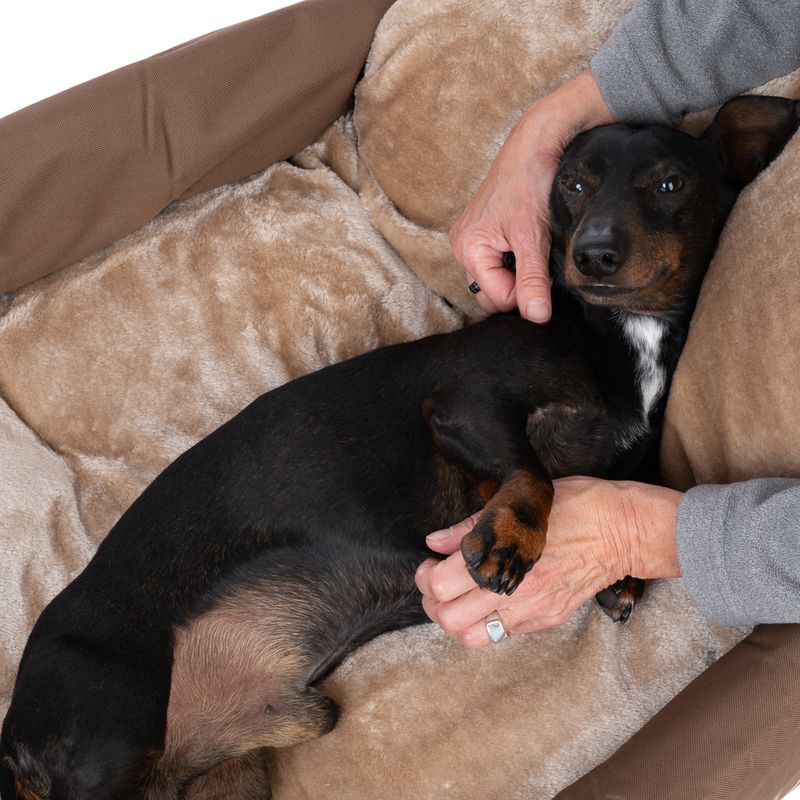 Nomad Tales Blush Boot 2-in-1 Dog Bed Size S: 70 x 48 x 23 cm (L x W x H)