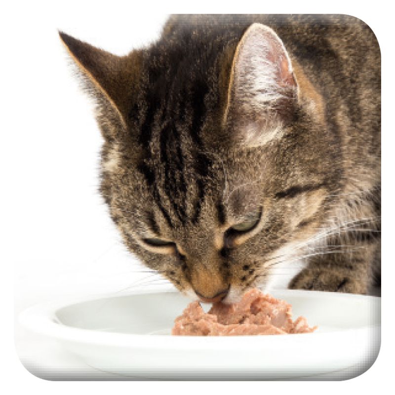 beaphar Renal Diet Mixed Trial Pack 6 x 100g 6 Varieties