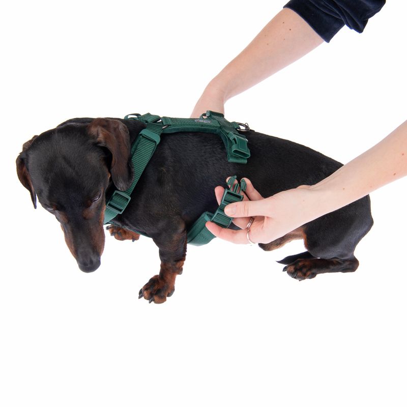 Nomad Tales Blush Harness - Emerald Size XS: 34 - 49 cm chest circumference, W 15 mm
