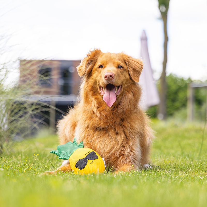Beeztees Anne Pineapple Dog Toy 26 x 11 x 6cm (L x W x H)