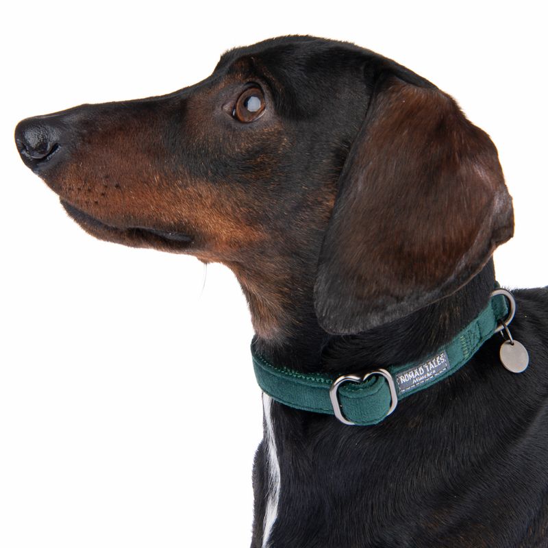 Nomad Tales Blush Collar - Emerald Size XS: 24 - 36 cm neck circumference, W 10 mm