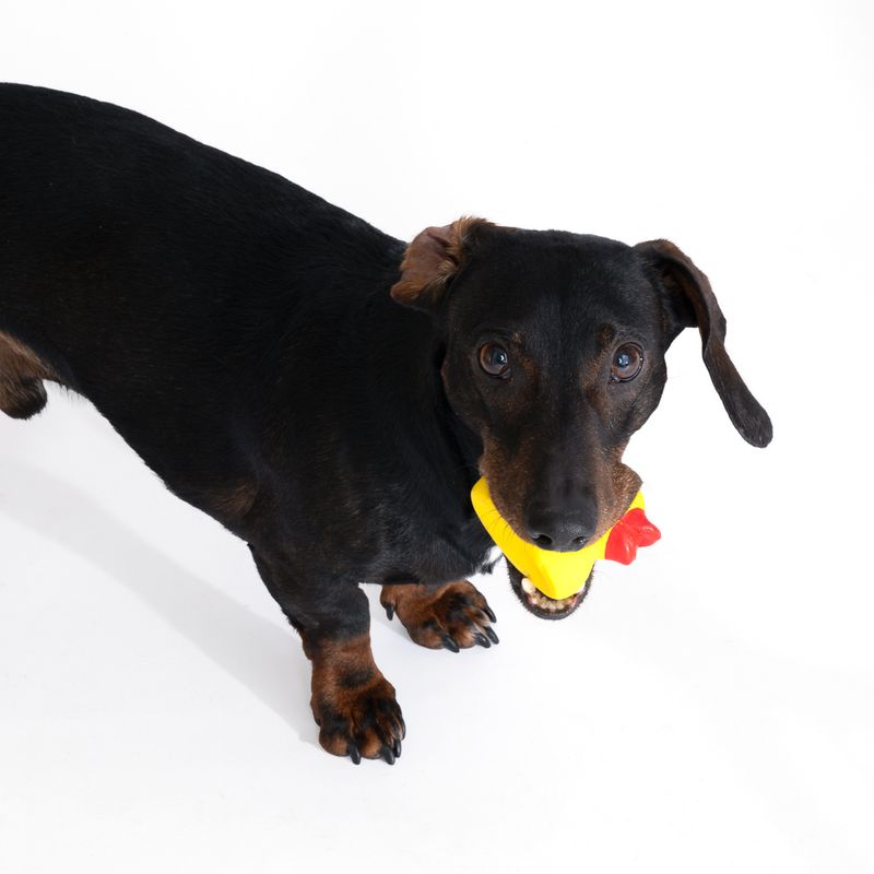 zooplus Basics Duck Latex Dog Toy 7.5 x 6 x 6 cm (L x W x H)