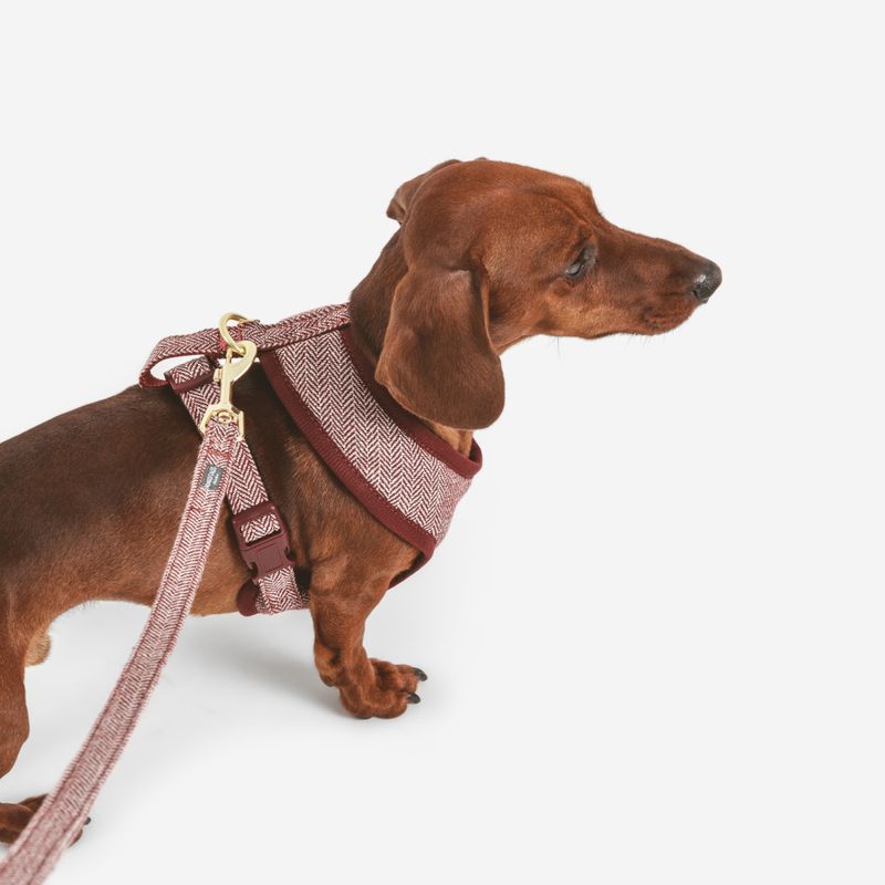 Nomad Tales Calma Harness - Burgundy Size XXS: 20 - 30 cm chest circumference