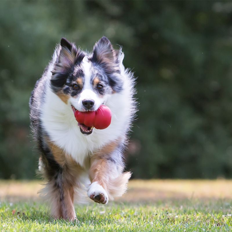 KONG Classic Red Extra Small