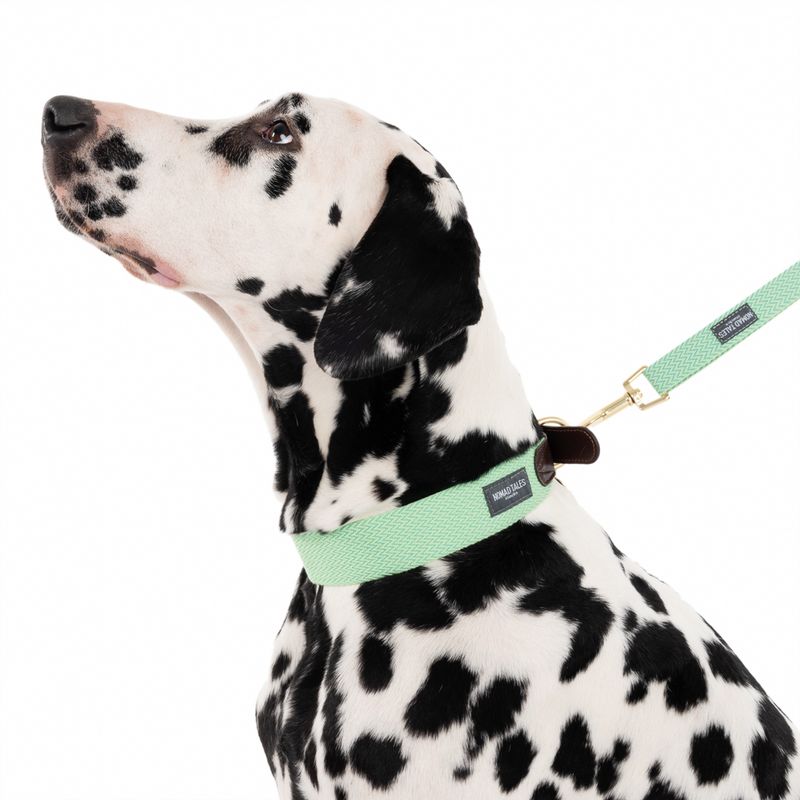 Nomad Tales Bloom Leash, mint 200 cm long, 20 mm wide