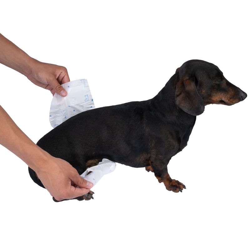 zooplus Basics Male Dog Nappies Size S: 32 - 44cm, 50 Nappies