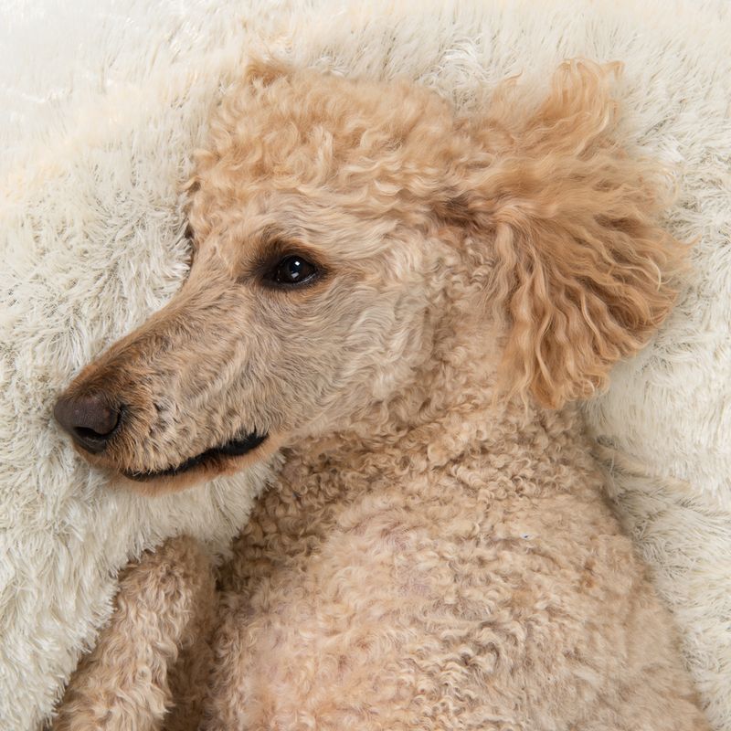 Fluffy Dog Bed Beige 65 x (H) 20cm