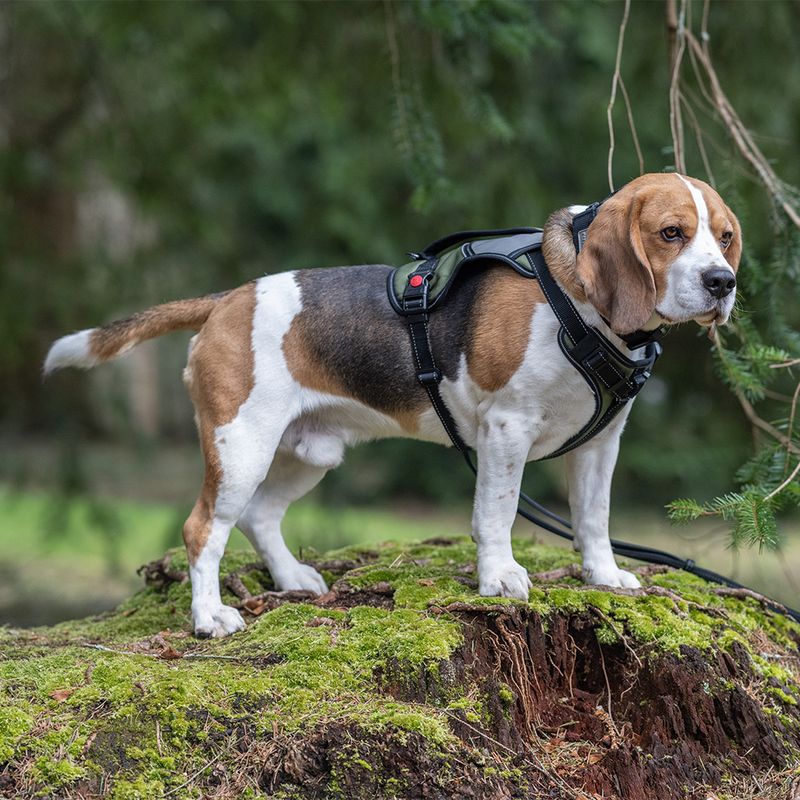 Rukka® Mission Harness – Olive Size L: 70 - 80cm chest circumference, W 25mm
