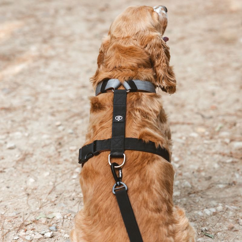 Nomad Tales Spirit Multi-Ring Harness Size S: approx. 40 - 58 cm Chest Circumference