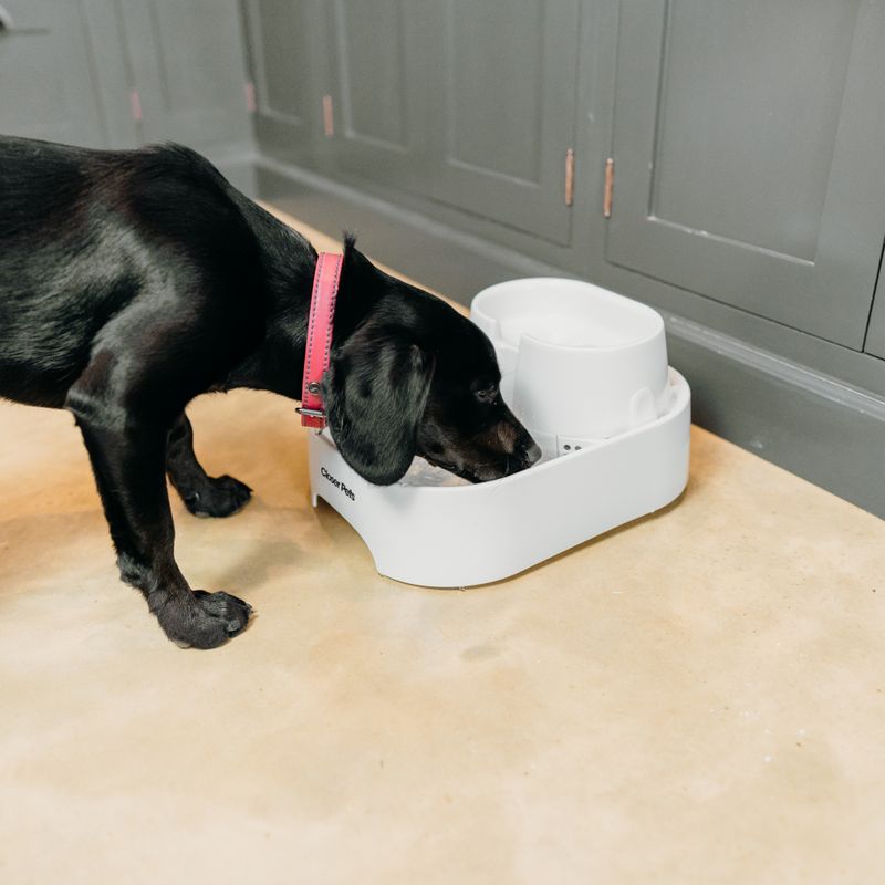 Dog Mate Pet Fountain 6l