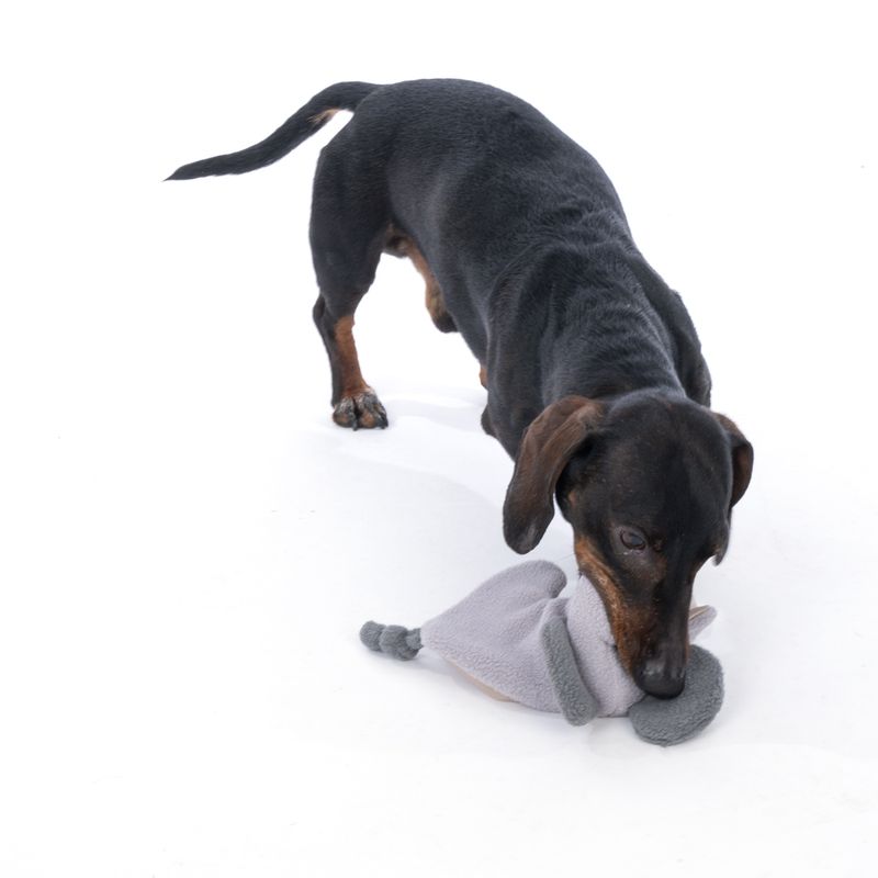 Modern Living Chobe Elephant Plush Dog Toy approx. 25 x 15 x 6 cm (L x W x H)