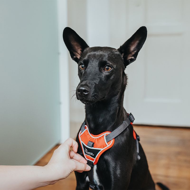 HUNTER Divo Harness – Red/Grey Size S-M: 52 – 68 cm Chest Circumference