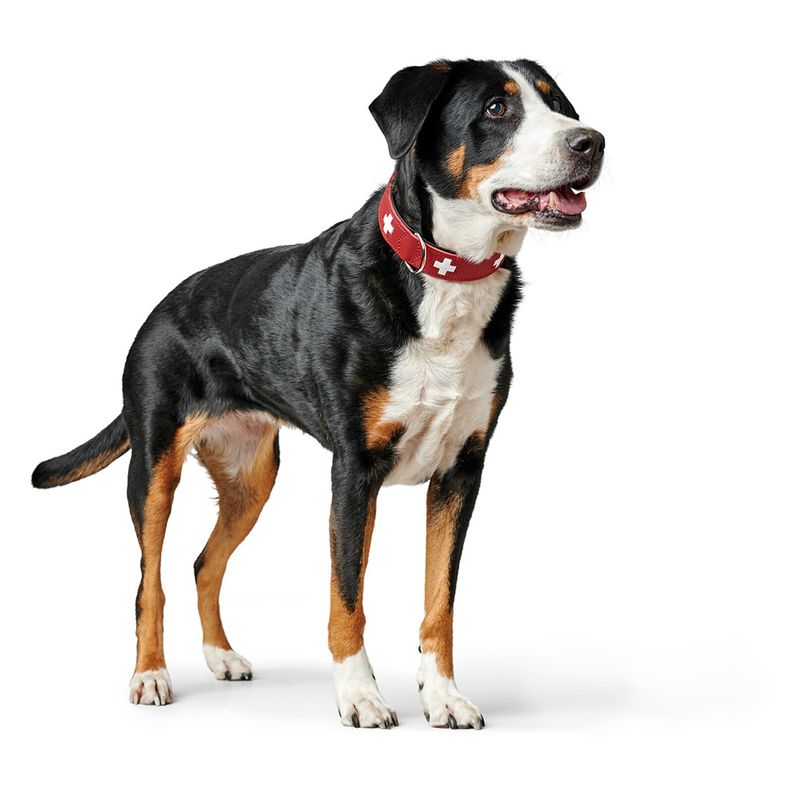 HUNTER Swiss Dog Collar Size 55