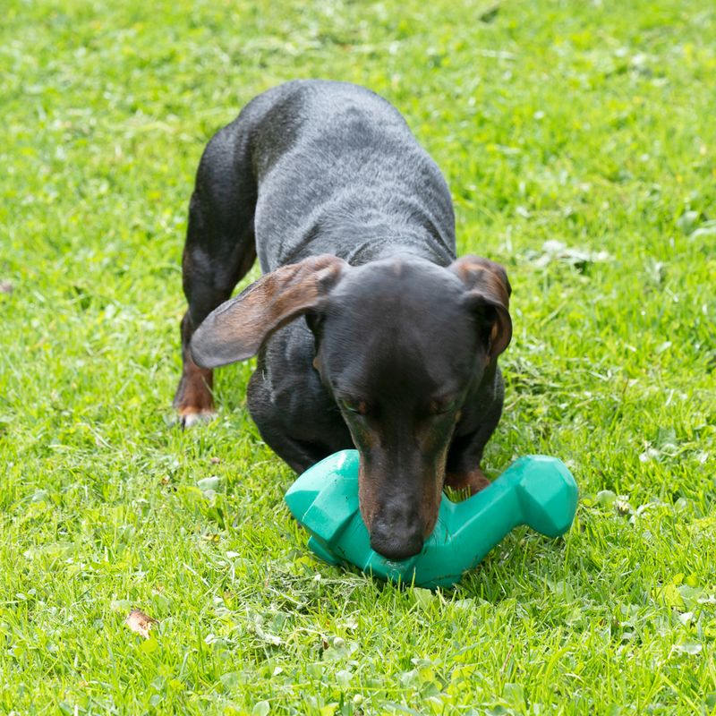 Modern Living Olympia Latex Dinosaur 15 x 7 x 12 cm (L x W x H)