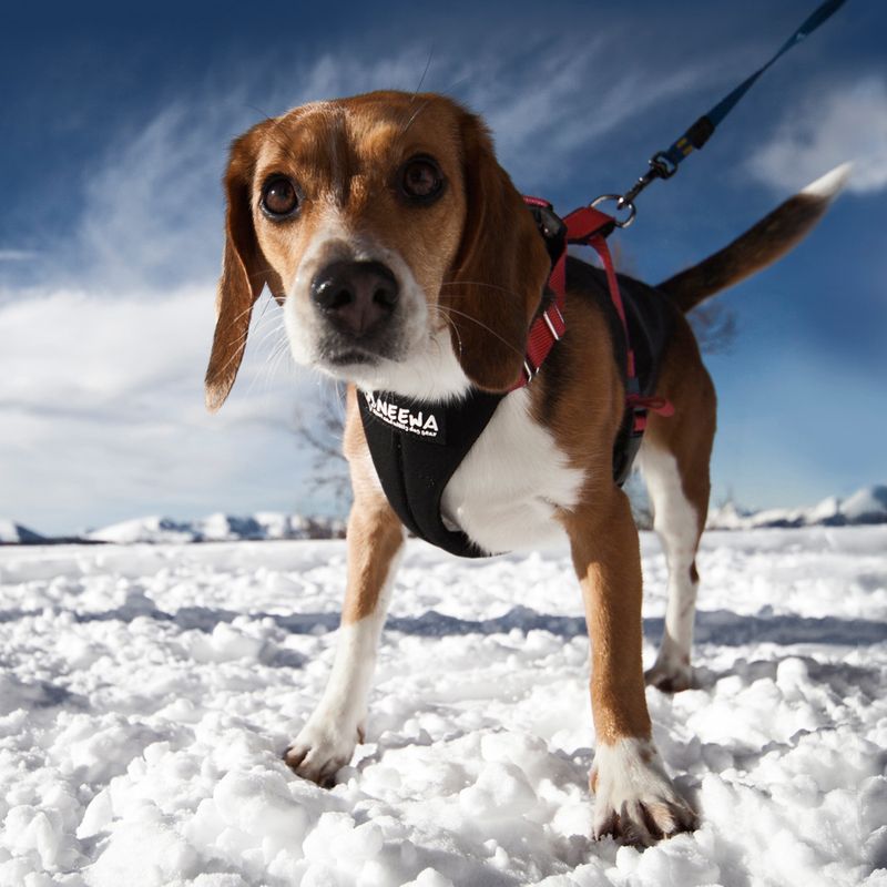 NEEWA Running Harness - Red M