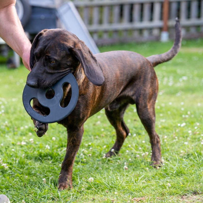 Nomad Tales Bloom Ultra-strong Fetch Disk Diameter 22 x H 1.25 cm