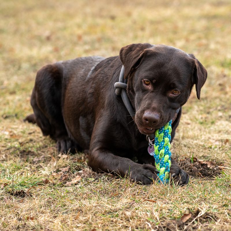 Dog toy Limoen Stick approx. diameter 4 x L 20 cm