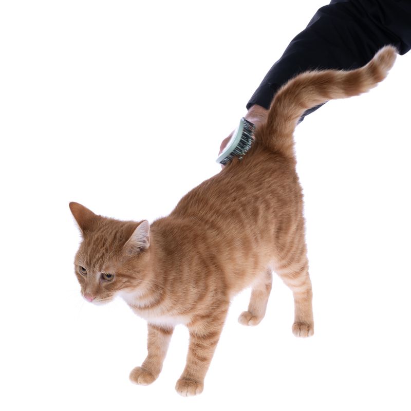 kooa Detangling Brush 24 x 8 x 4.5cm (L x W x H)