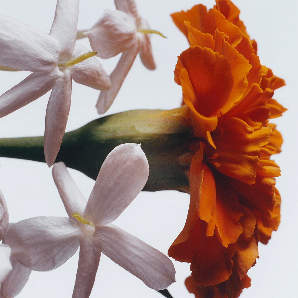 Jasmine Sambac & Marigold Scented Candle