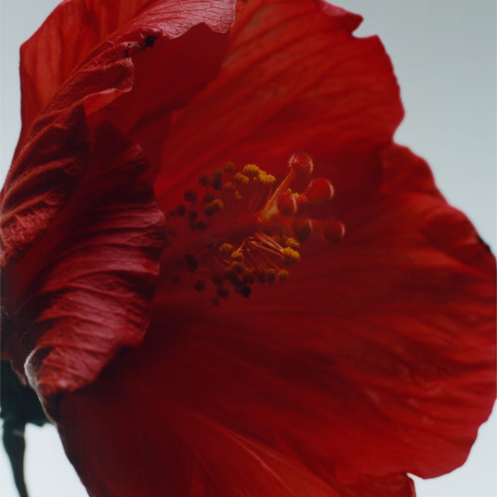 Red Hibiscus Cologne Intense