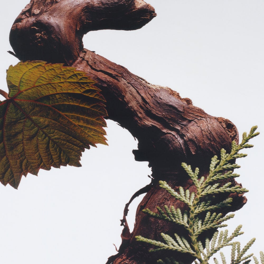 Cypress & Grapevine Duo