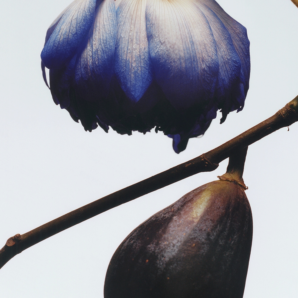 Fig & Lotus Flower Cologne