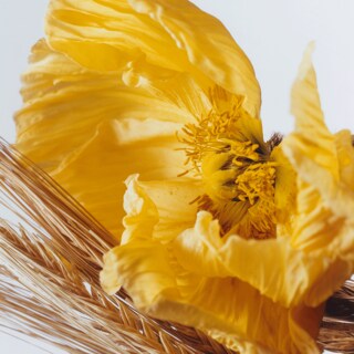 Poppy & Barley Body & Hand Wash