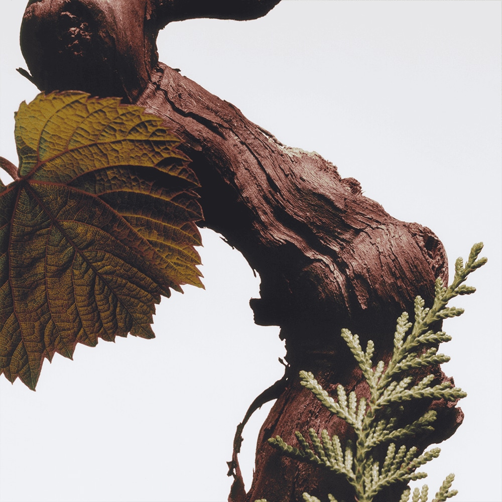 Cypress & Grapevine All Over Body Spray