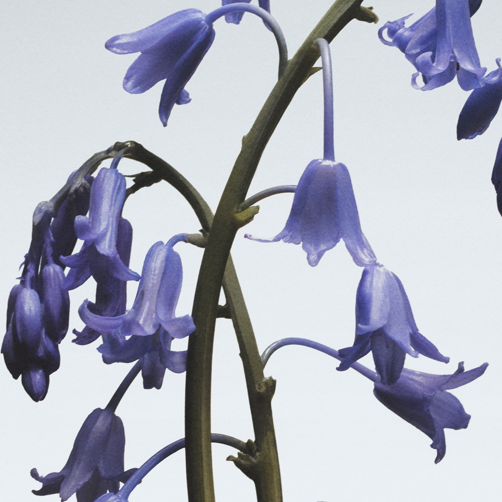 Wild Bluebell Diffuser