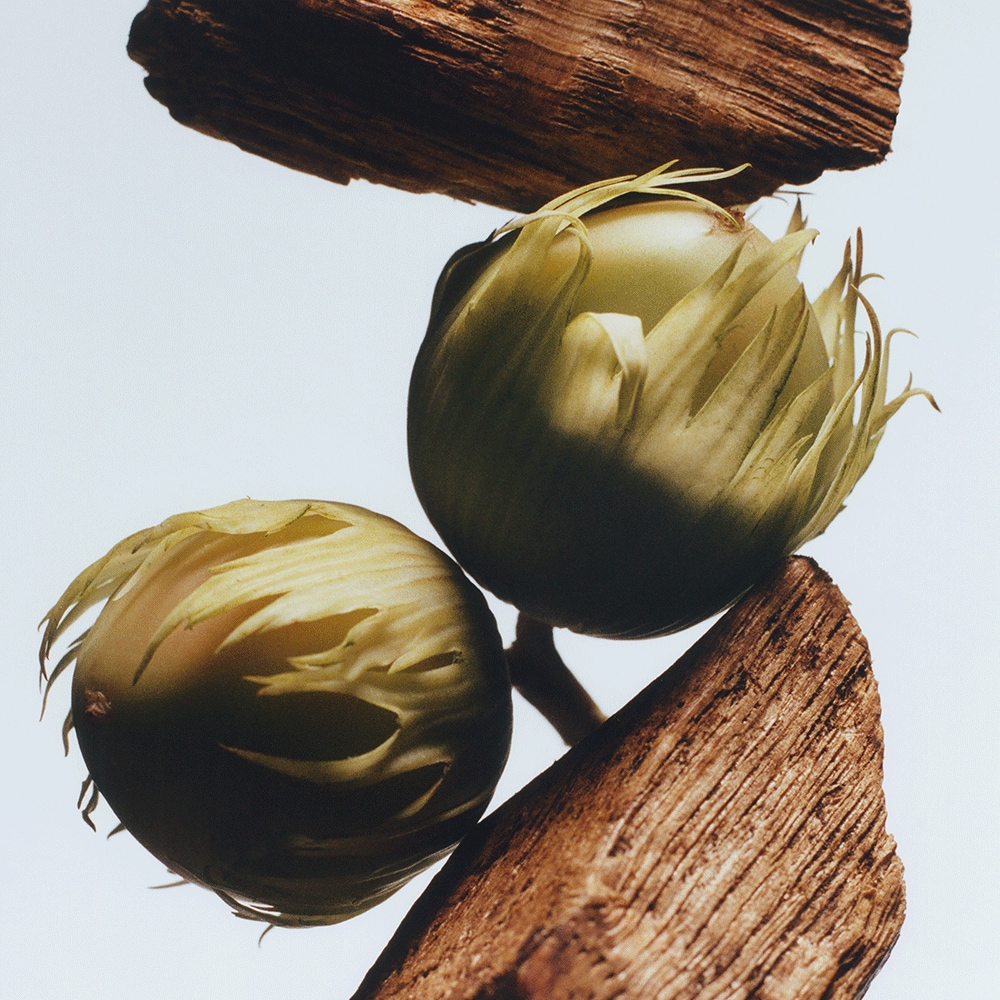 English Oak & Hazelnut Hand Cream