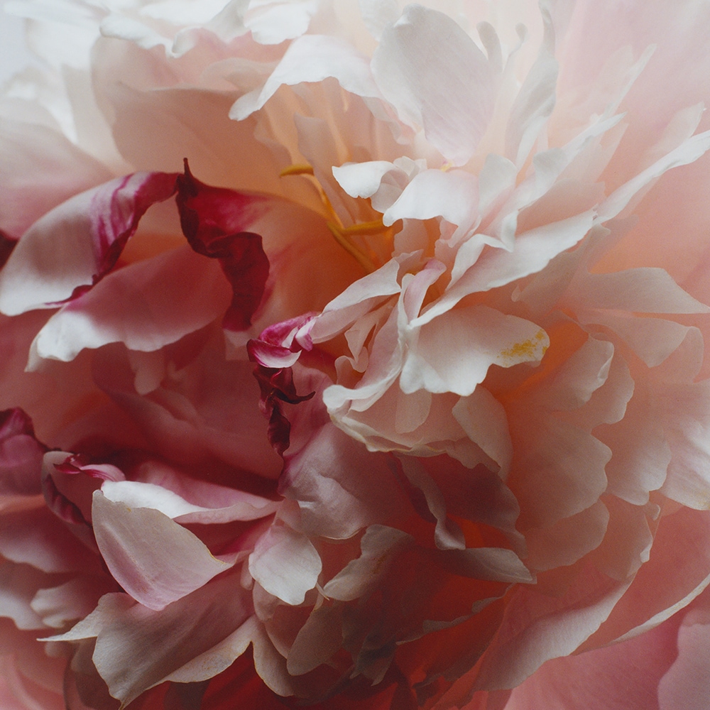 Peony & Blush Suede Refill