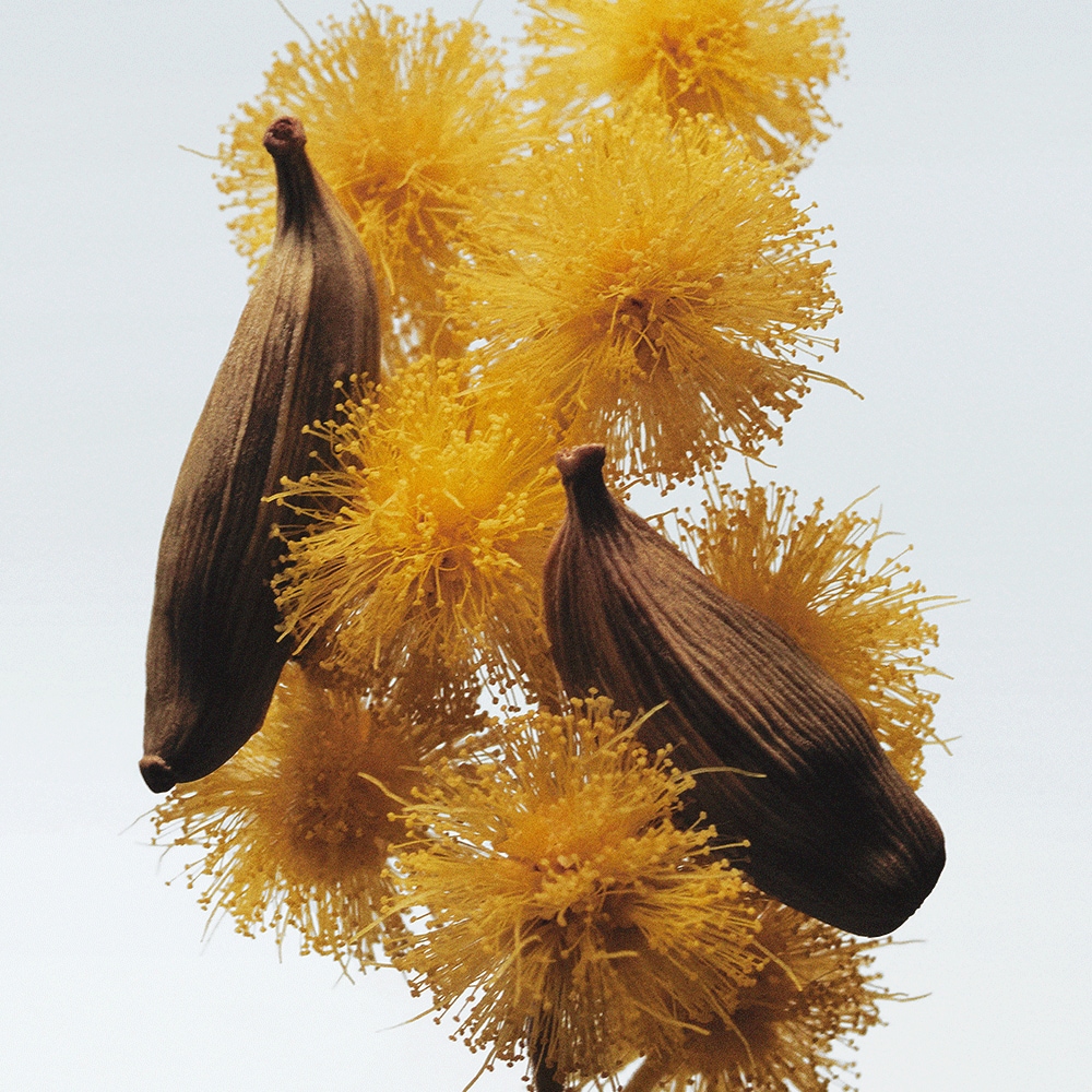 Mimosa & Cardamom Body Crème