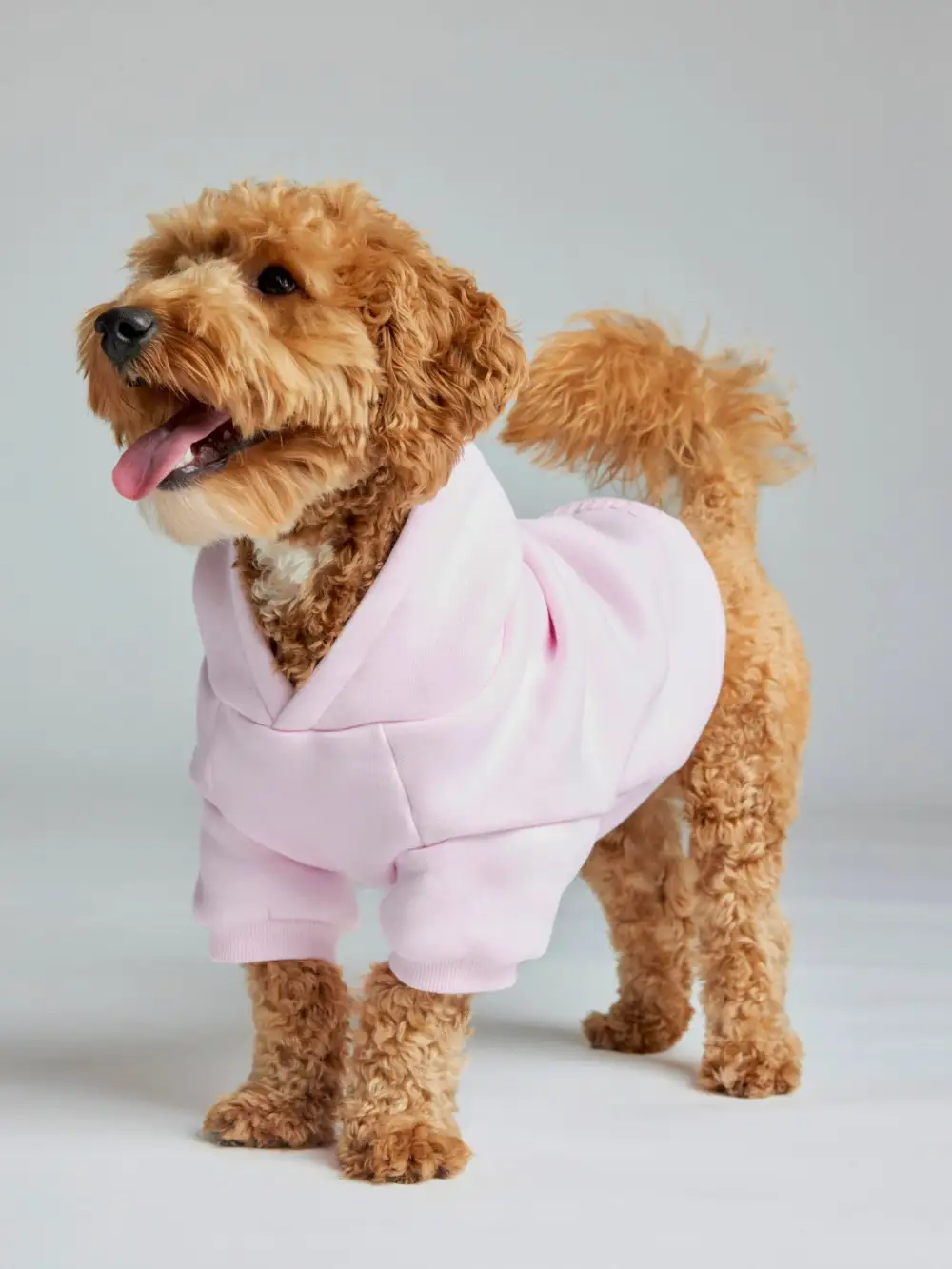 Minimalist Paw Hoodie