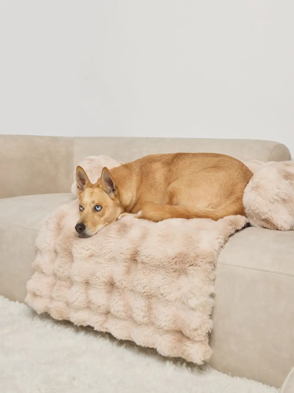 Dream Cloud Pet Sofa Bed