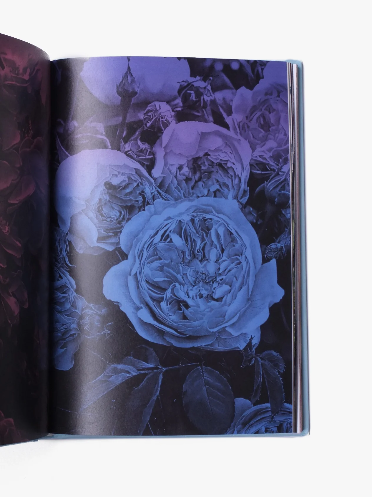 Strange Plants - Issue 3